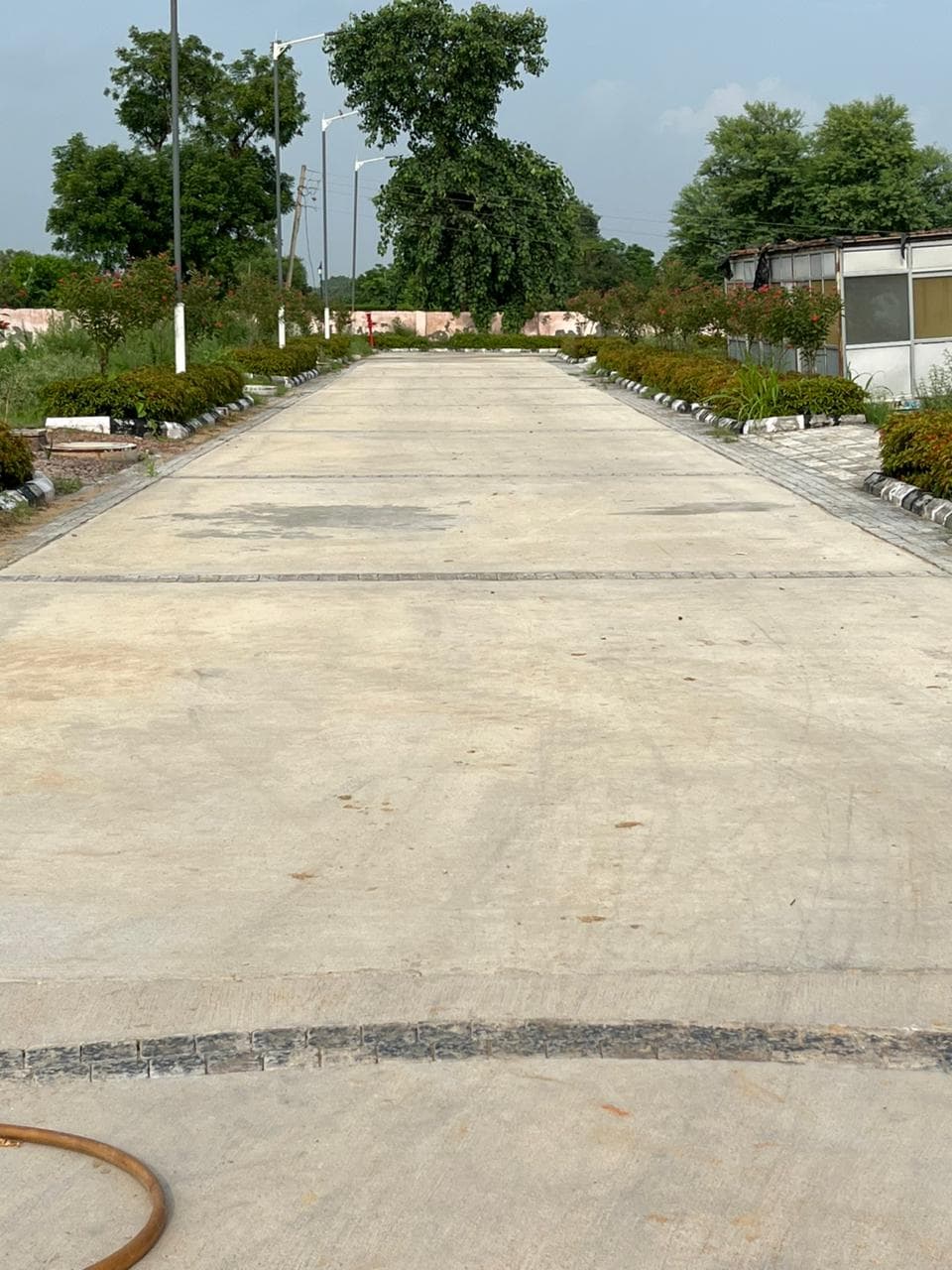 Tree-Lined Boulevard